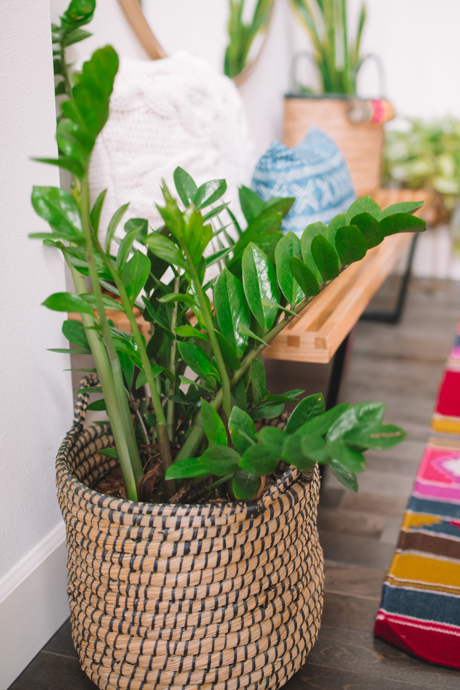 7 Common Houseplants Air Purifying Indoor Plants