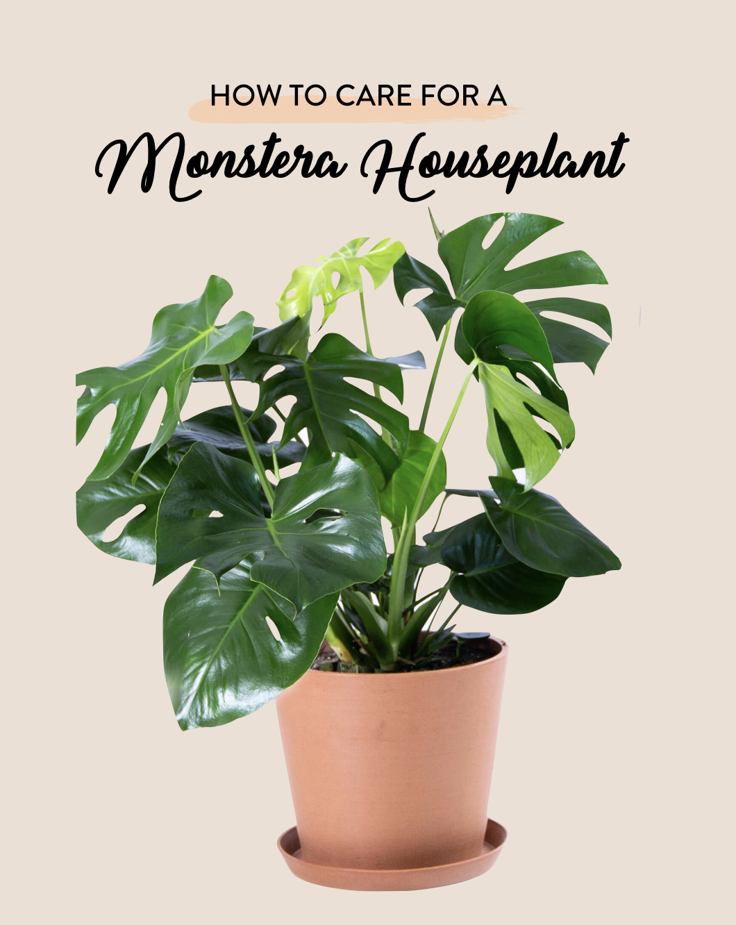 How to care for a monstera plant