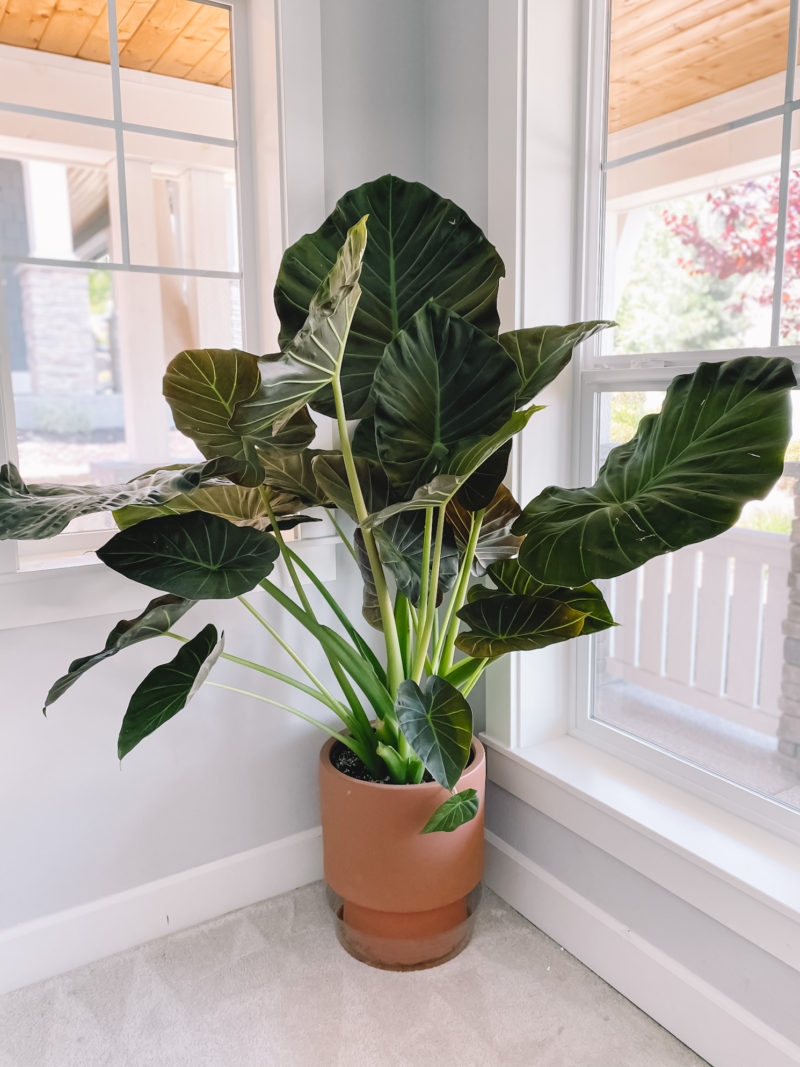 Elephant Ear Plant Care - How to Grow Your Alocasia Regal Shield